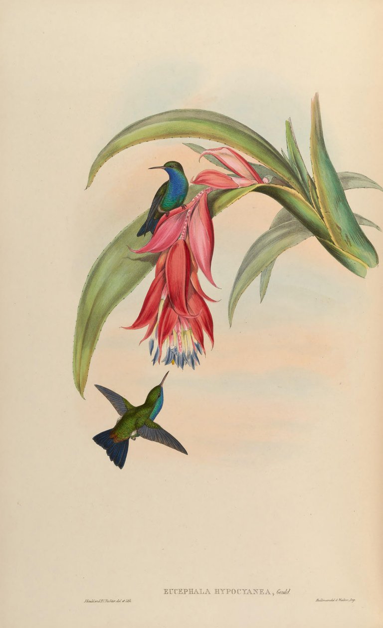 Eucephala hypocyanea by John Gould