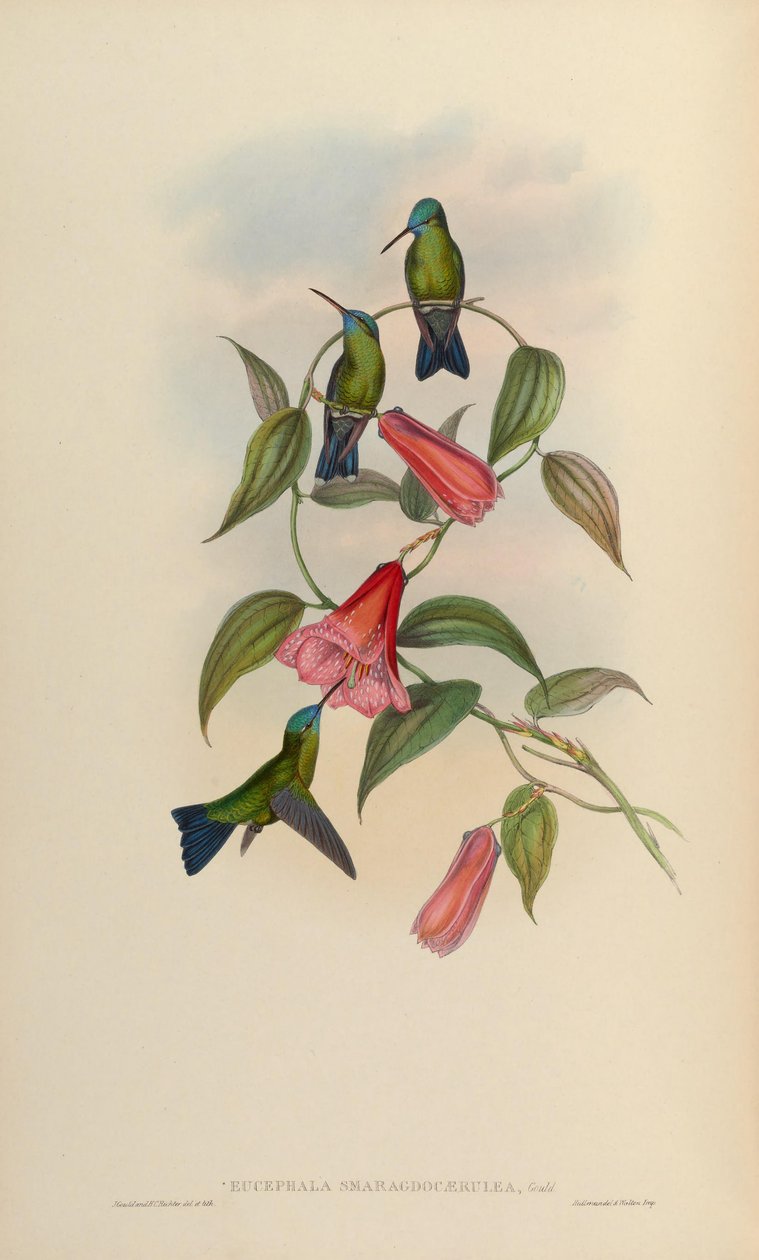 Eucephala smaragdo-caerulea = Chlorestes notatus X Thalurania glaucopis by John Gould