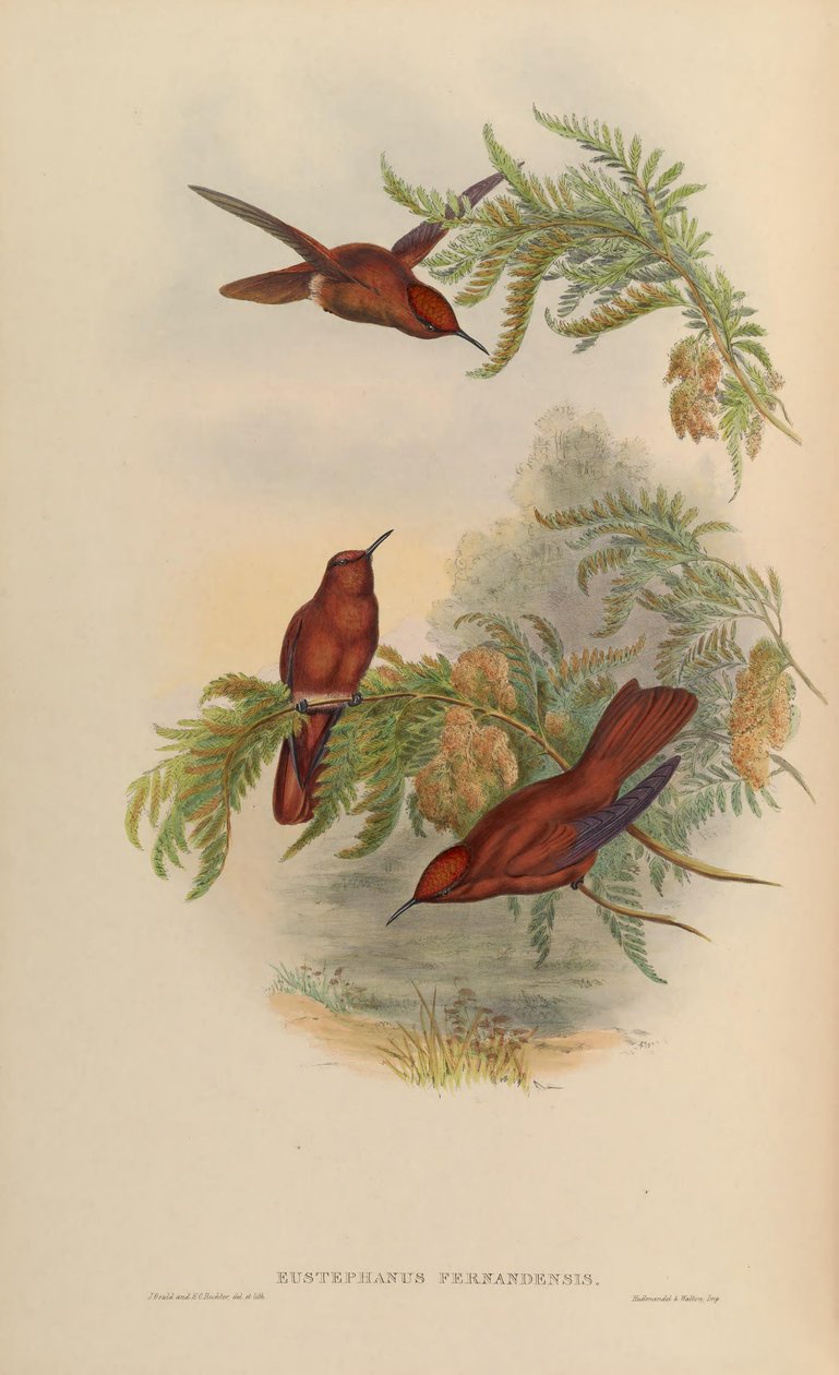Eustephanus fernandensis by John Gould