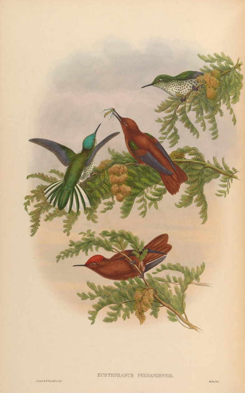 Eustephanus fernandensis = Sephanoides fernandensis fernandensis by John Gould