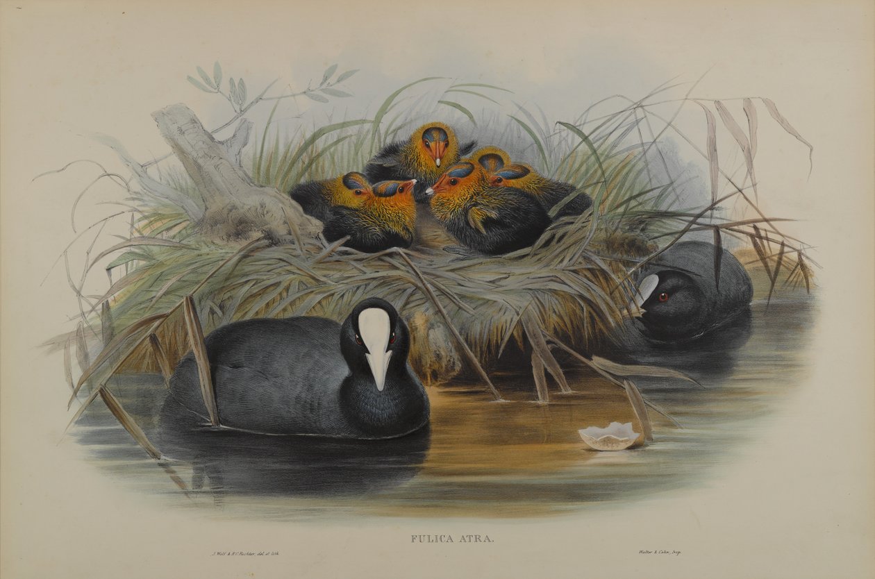 Fulica Atra by John Gould