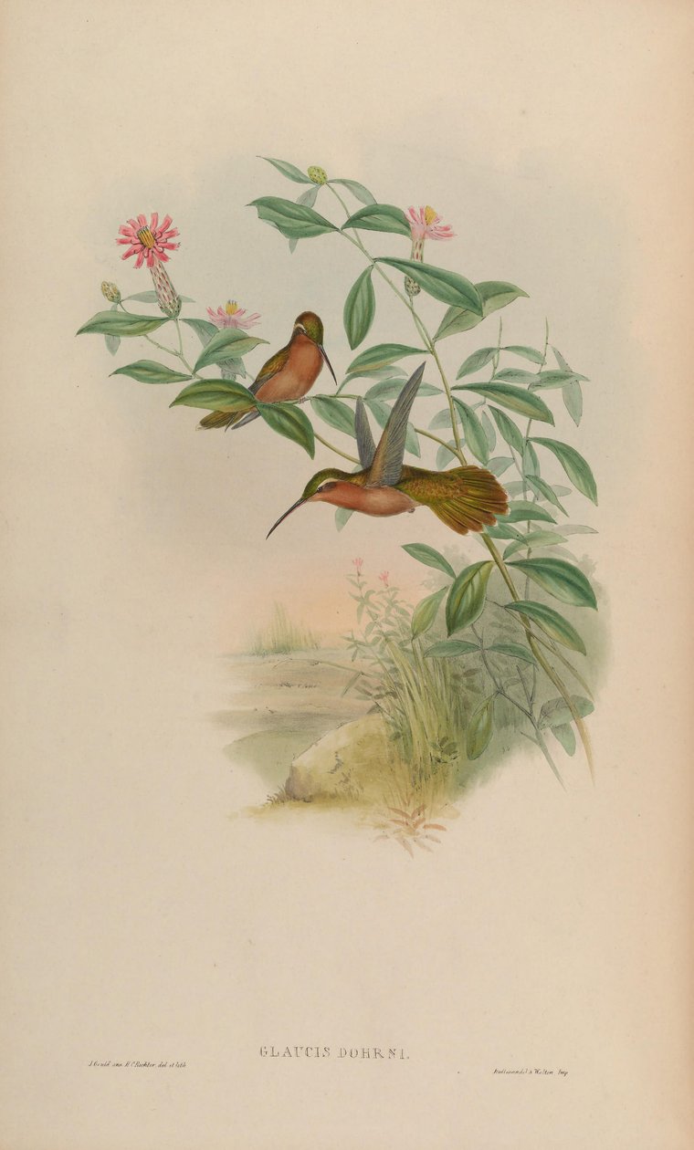 Glaucis Dohrni = Glaucis Dohrnii by John Gould