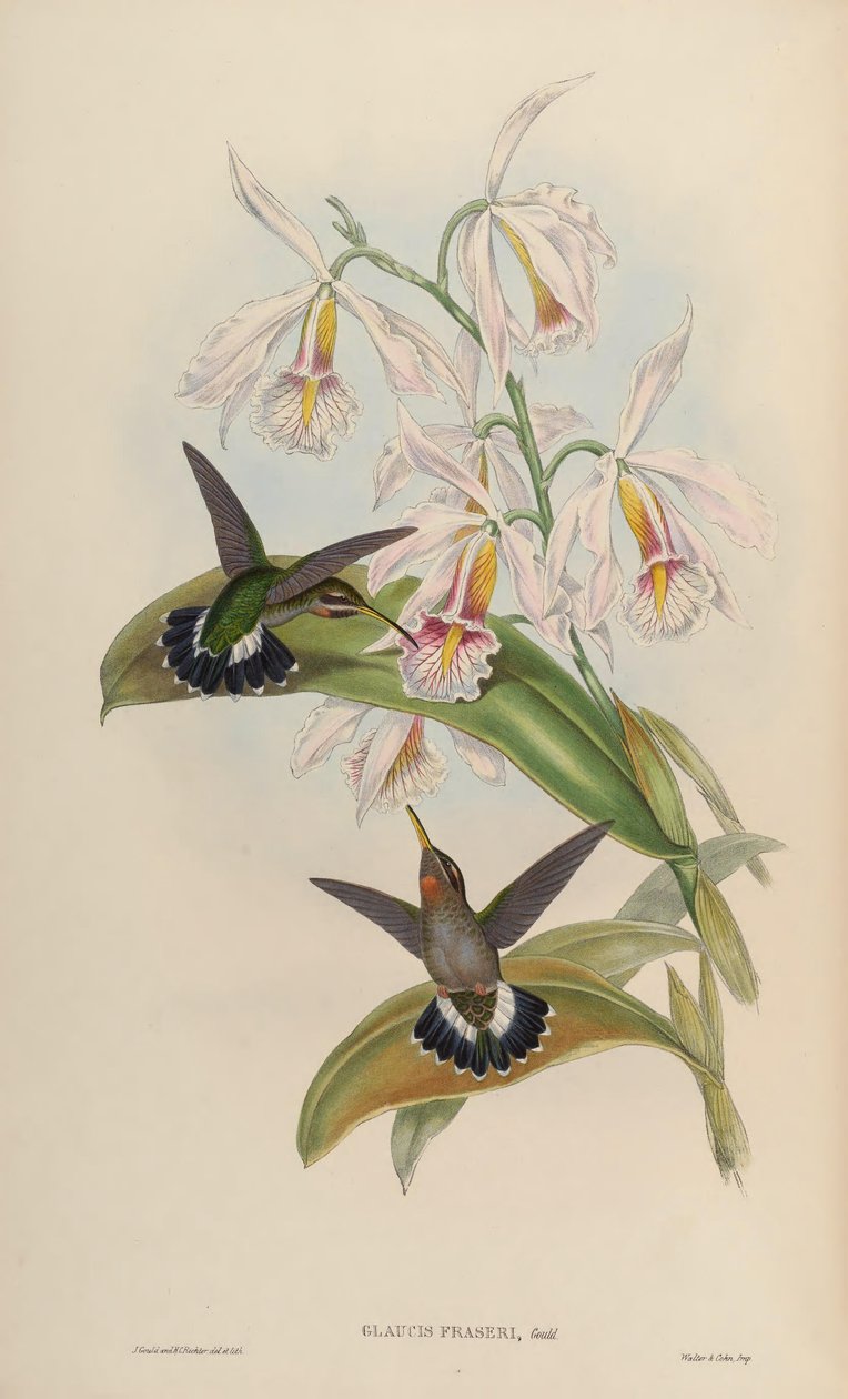 Glaucis fraseri = Threnetes ruckeri ruckeri by John Gould