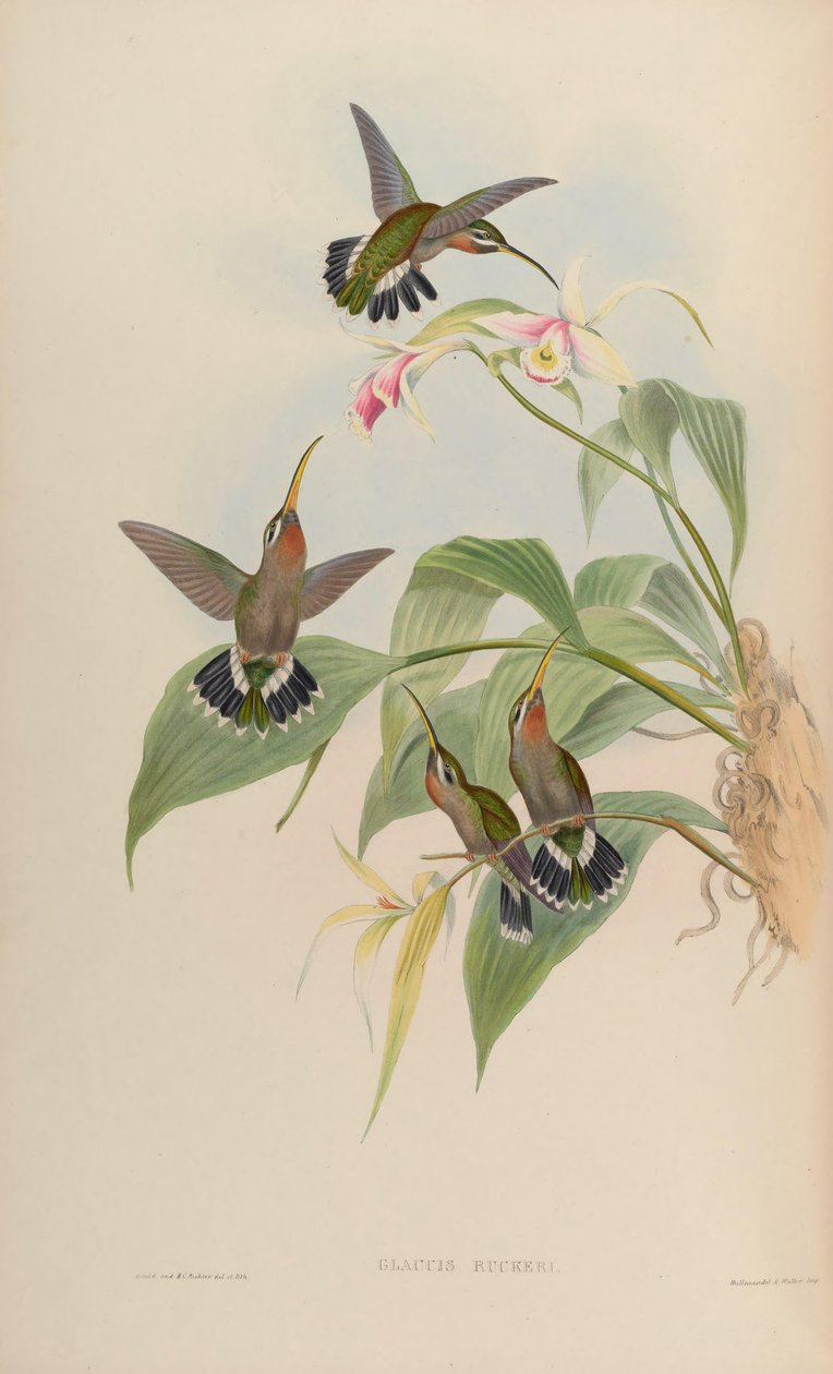 Glaucis ruckeri = Threnetes ruckeri ventosus by John Gould