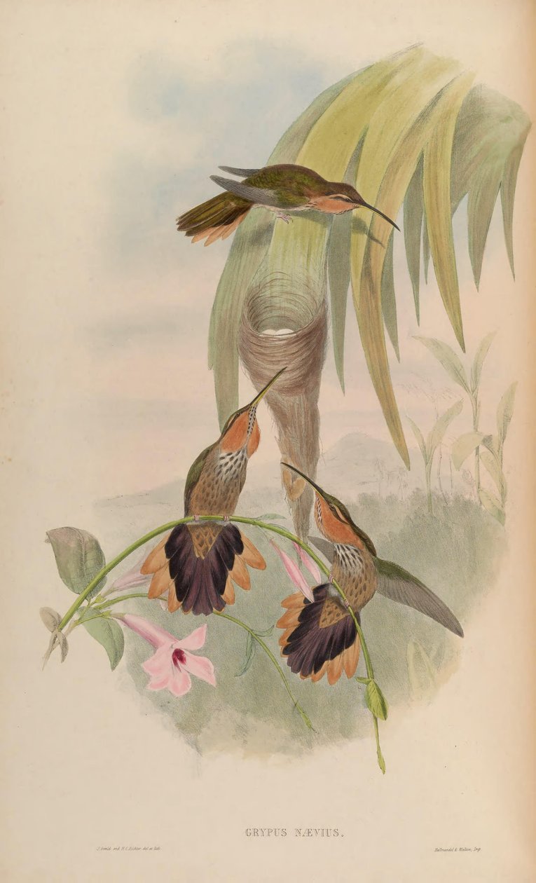 Grypus naevius by John Gould