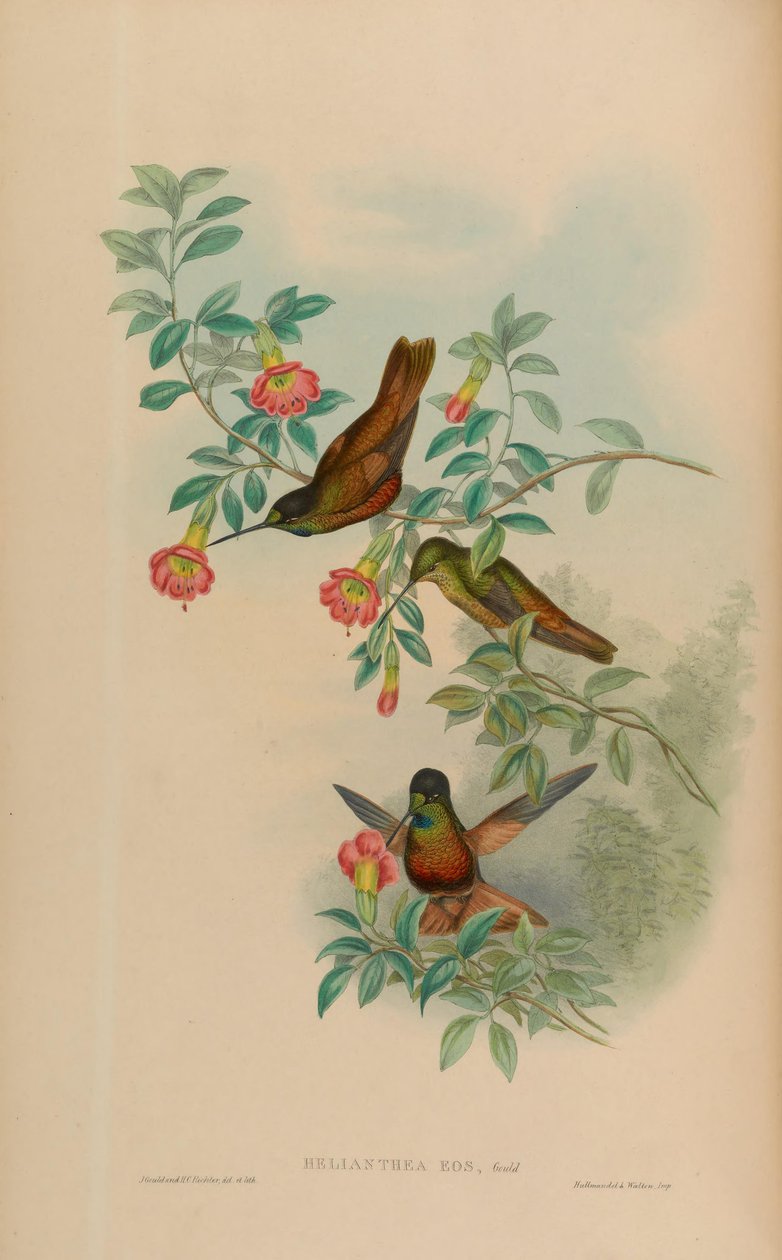 Helianthea eos by John Gould