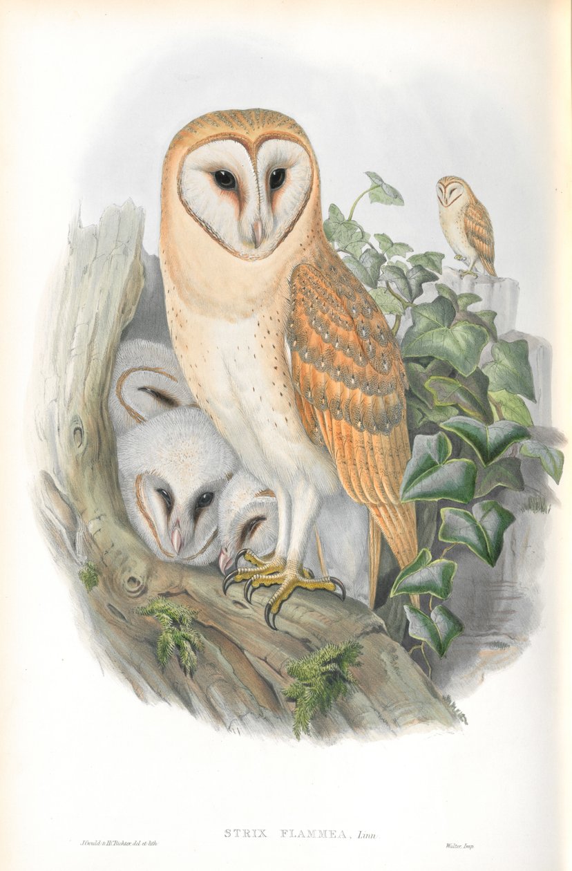 Illustration of Strix Flammea (Barn-Owl) by John Gould