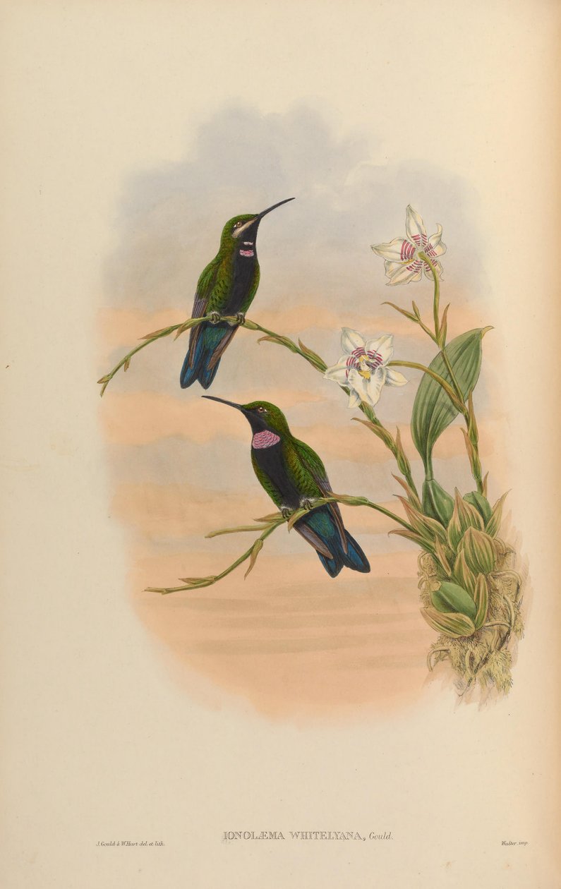 Ionolæma Whitelyana = Heliodoxa Schreibersii Whitelyana by John Gould