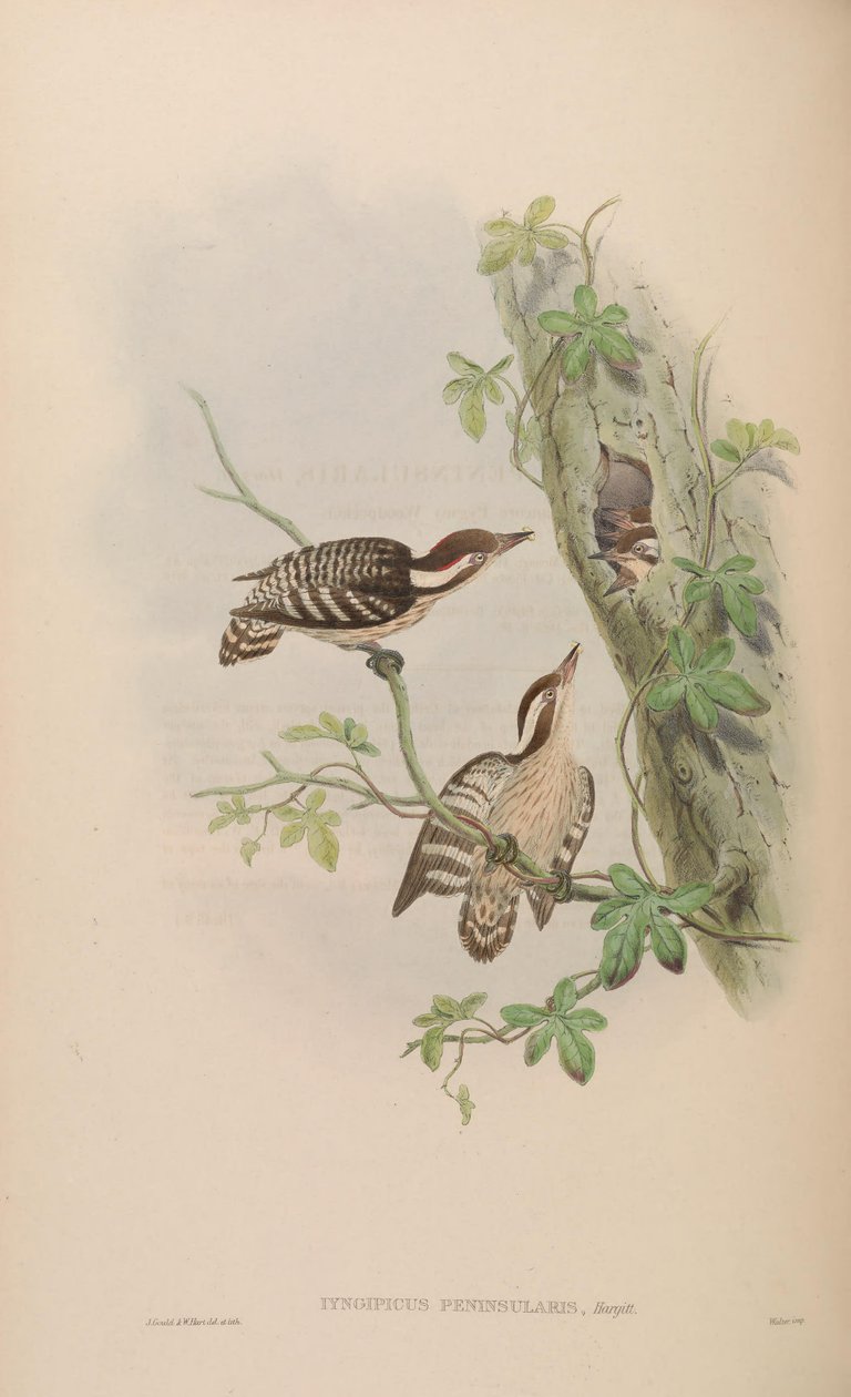 Iyngipicus gymnophthalmus peninsularis by John Gould