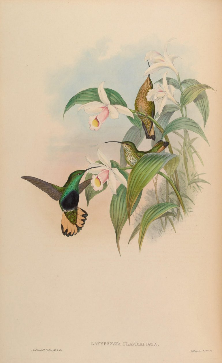 Lafresnaya flavicaudata = Lafresnaya lafresnayi flavicaudata by John Gould