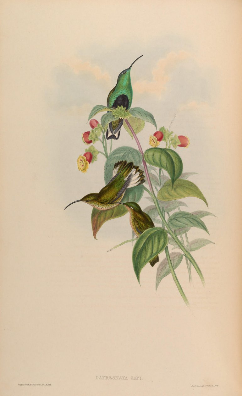 Lafresnaya gayi = Lafresnaya lafresnayi by John Gould
