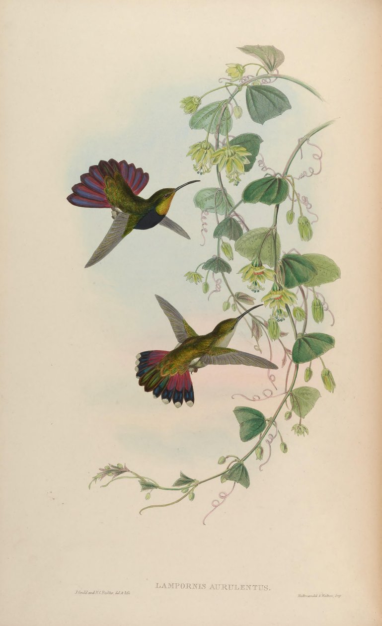 Lampornis aurulentus = Anthracothorax dominicus aurulentus by John Gould