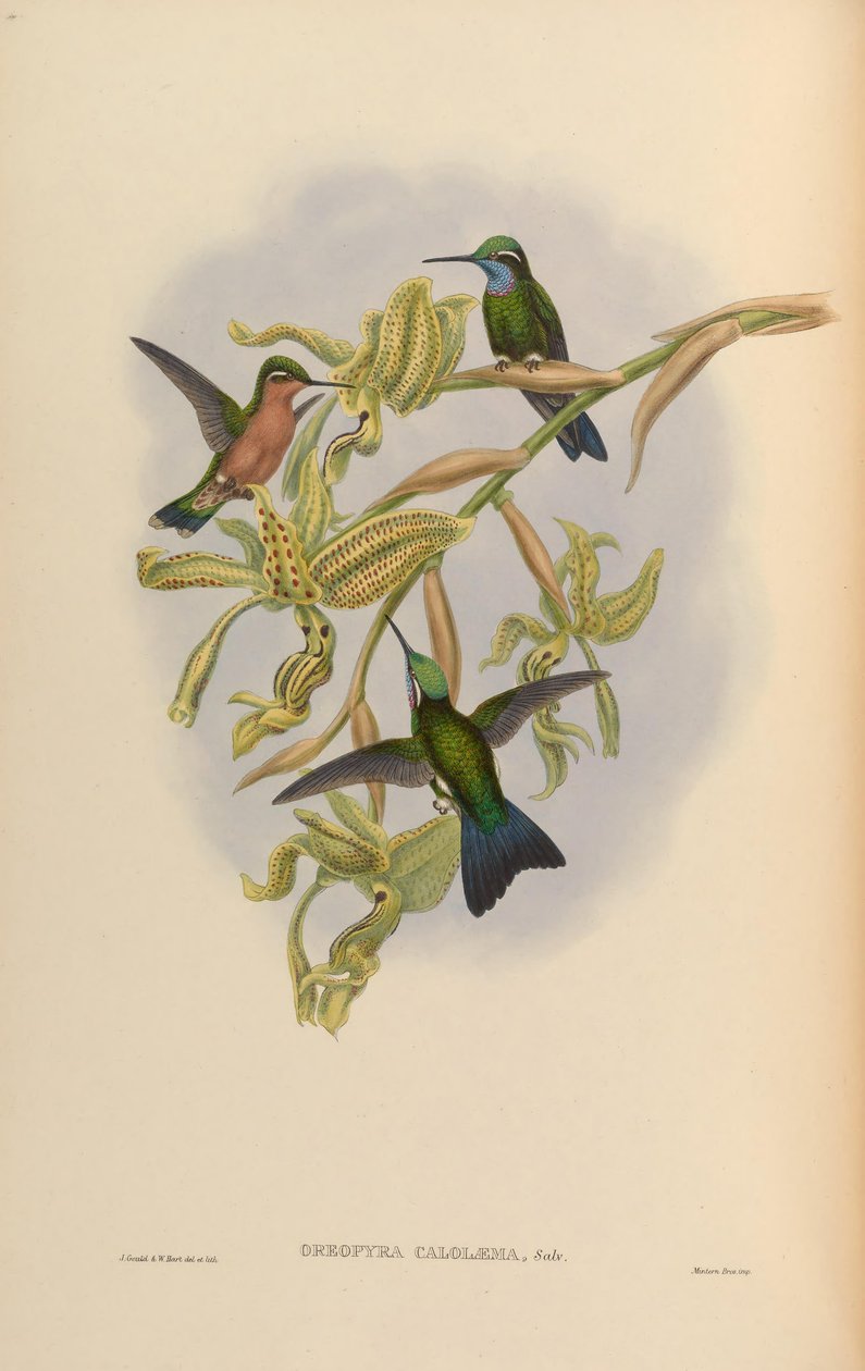 Lampornis calolaemus by John Gould