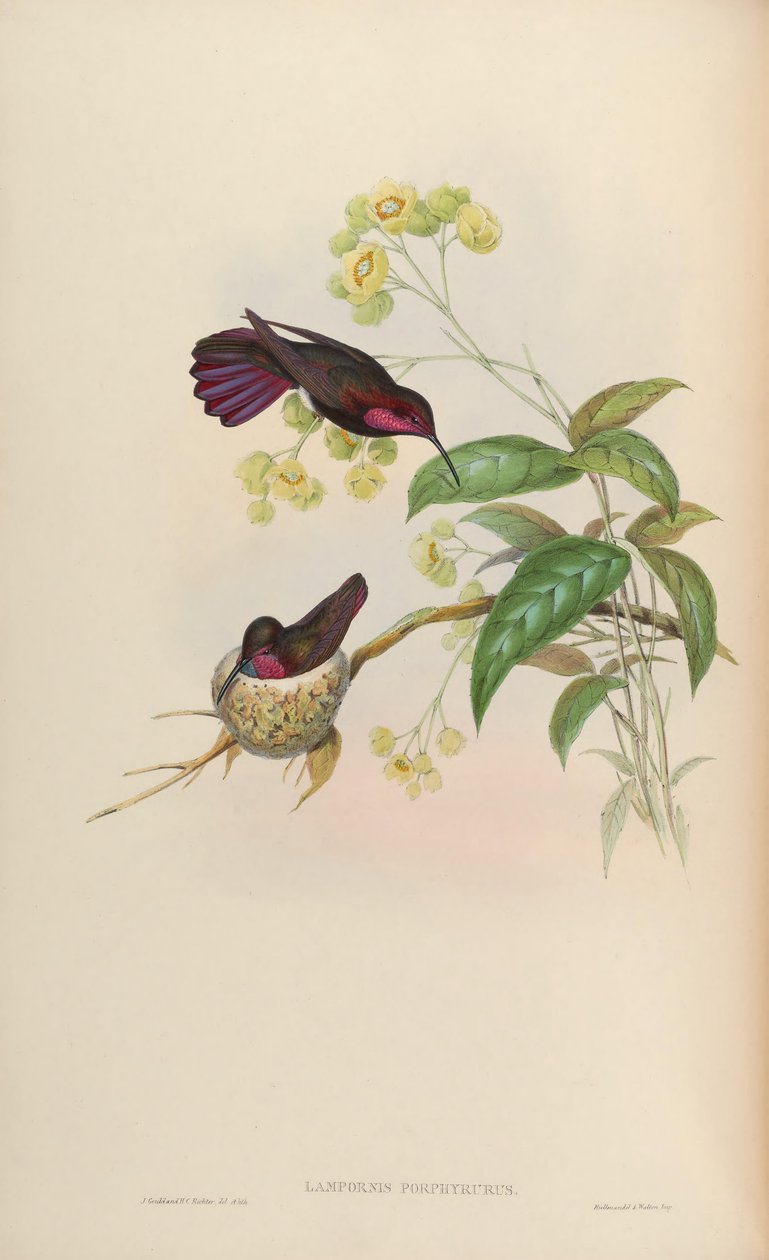 Lampornis porphyrurus = Anthracothorax mango by John Gould