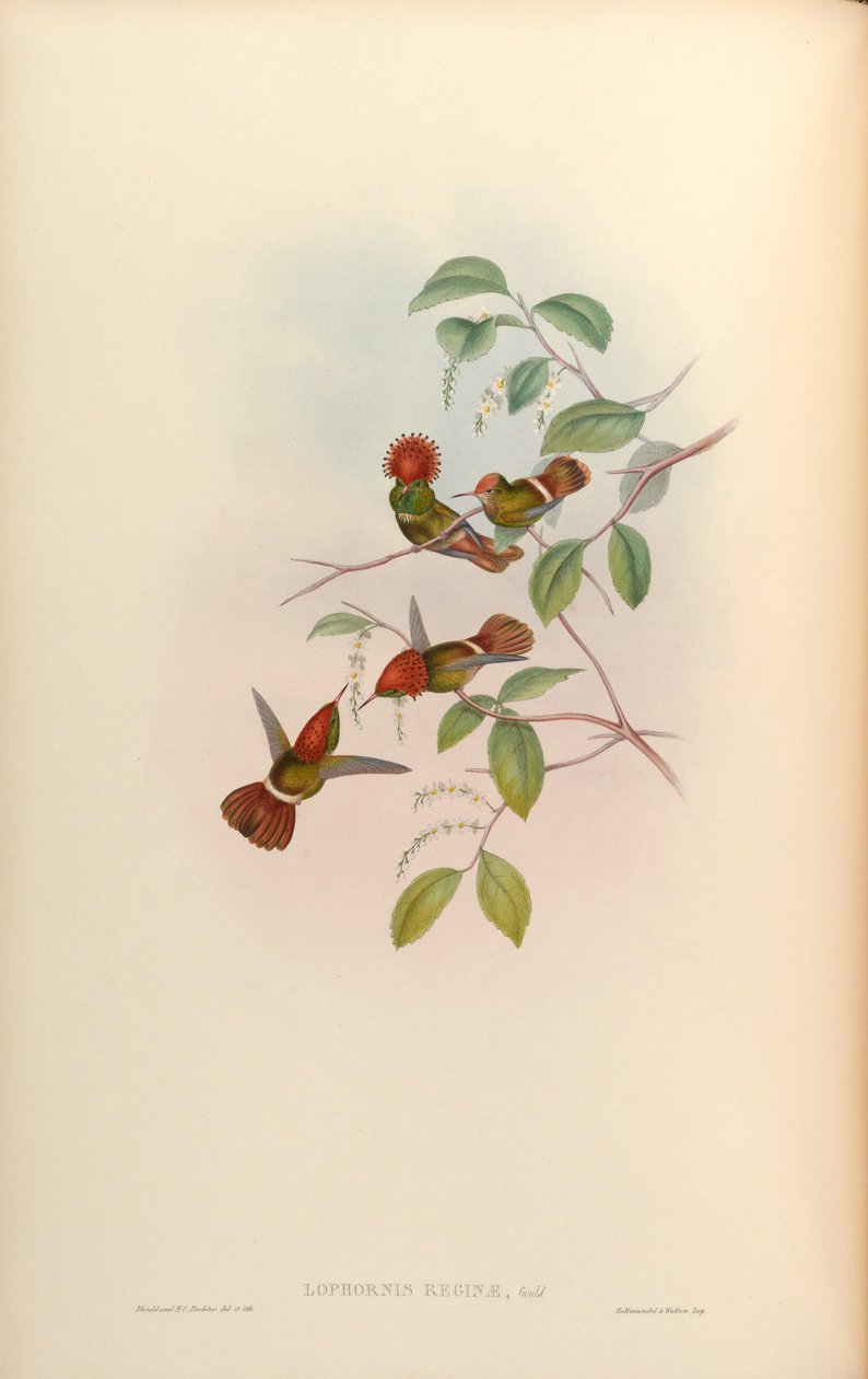 Lophornis reginae by John Gould