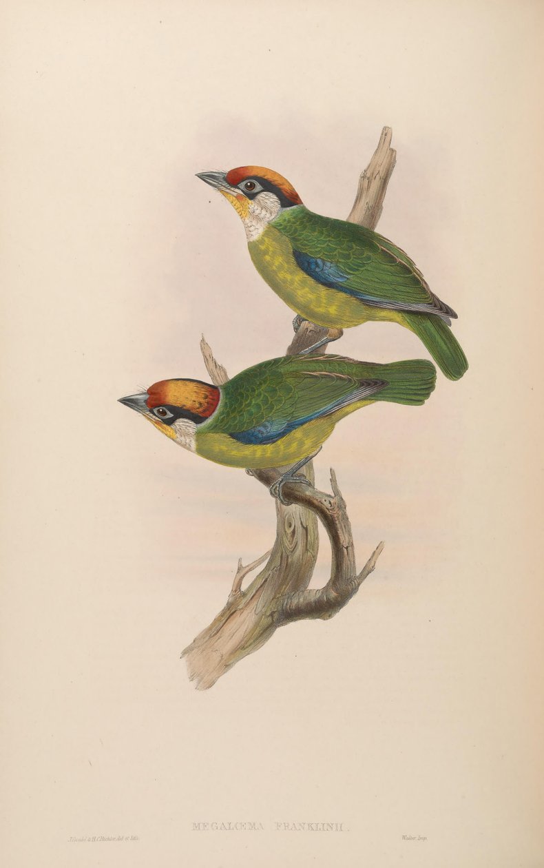Megalaima Franklinii by John Gould