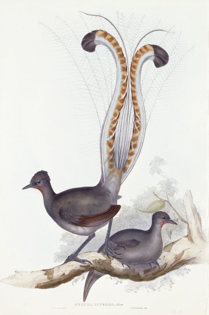 Menura Superba: Shaw. Pl. 14. Vol. III, 1837-1848 by John Gould