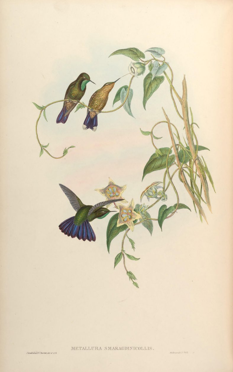 Metallura smaragdinicollis = Metallura tyrianthina smaragdinicollis by John Gould
