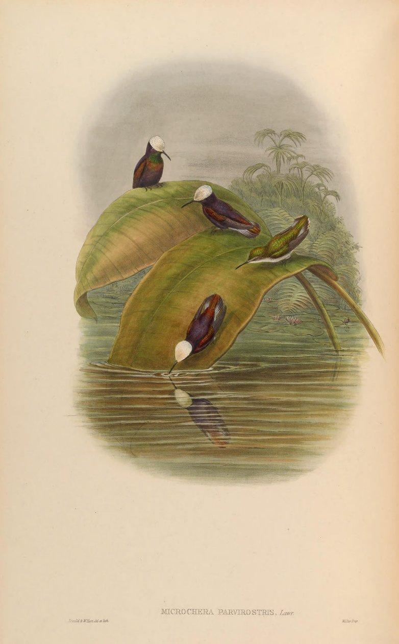 Microchera parvirostris = Microchera albocoronata parvirostris by John Gould