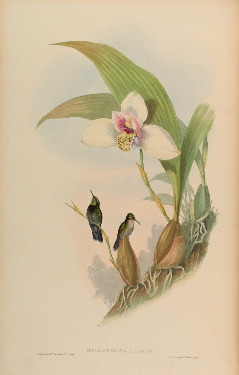 Myiabeilla Typica = Abeillia Abeillei by John Gould