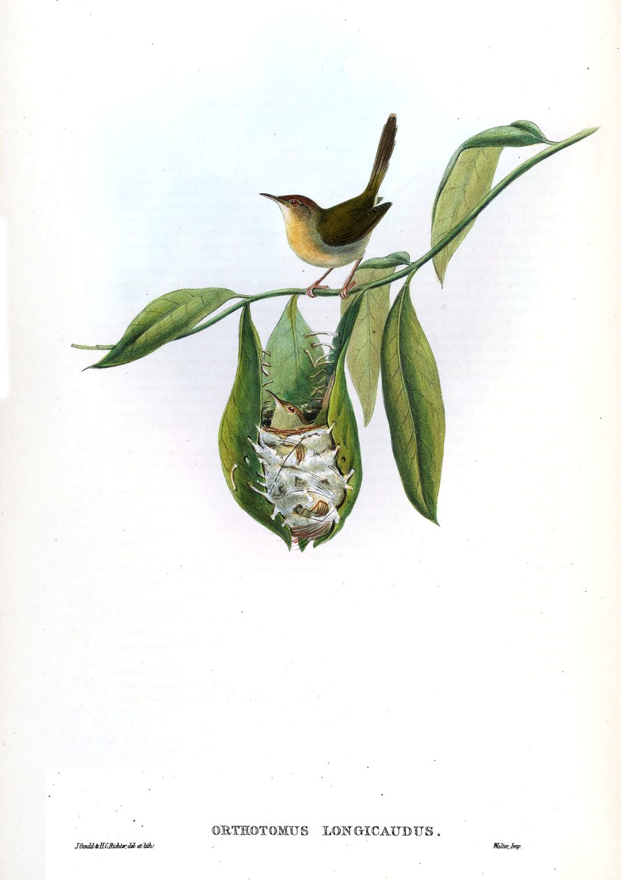 Orthotomus Longicaudus = Orthotomus Sutorius Longicaudus by John Gould