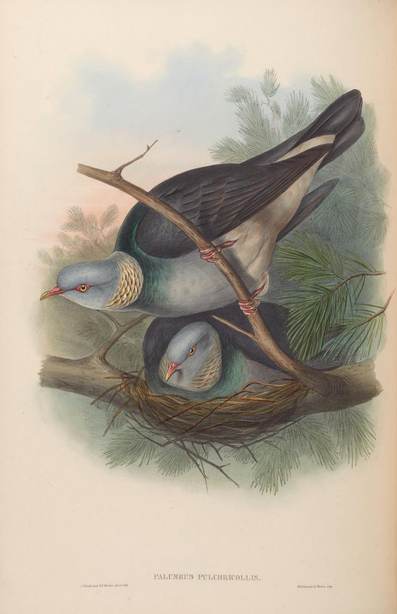 Palumbus pulchricollis = Columba pulchricollis by John Gould