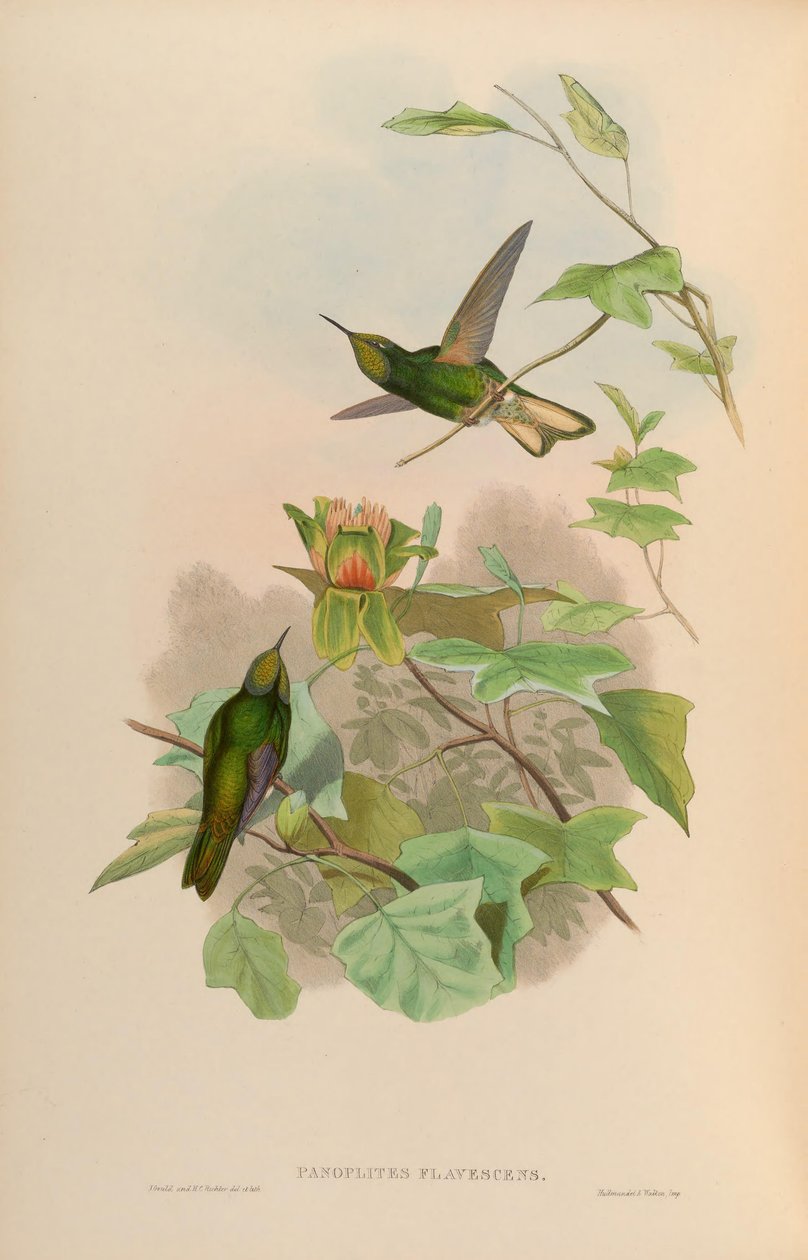 Panoplites flavescens = Boissonneaua flavescens by John Gould