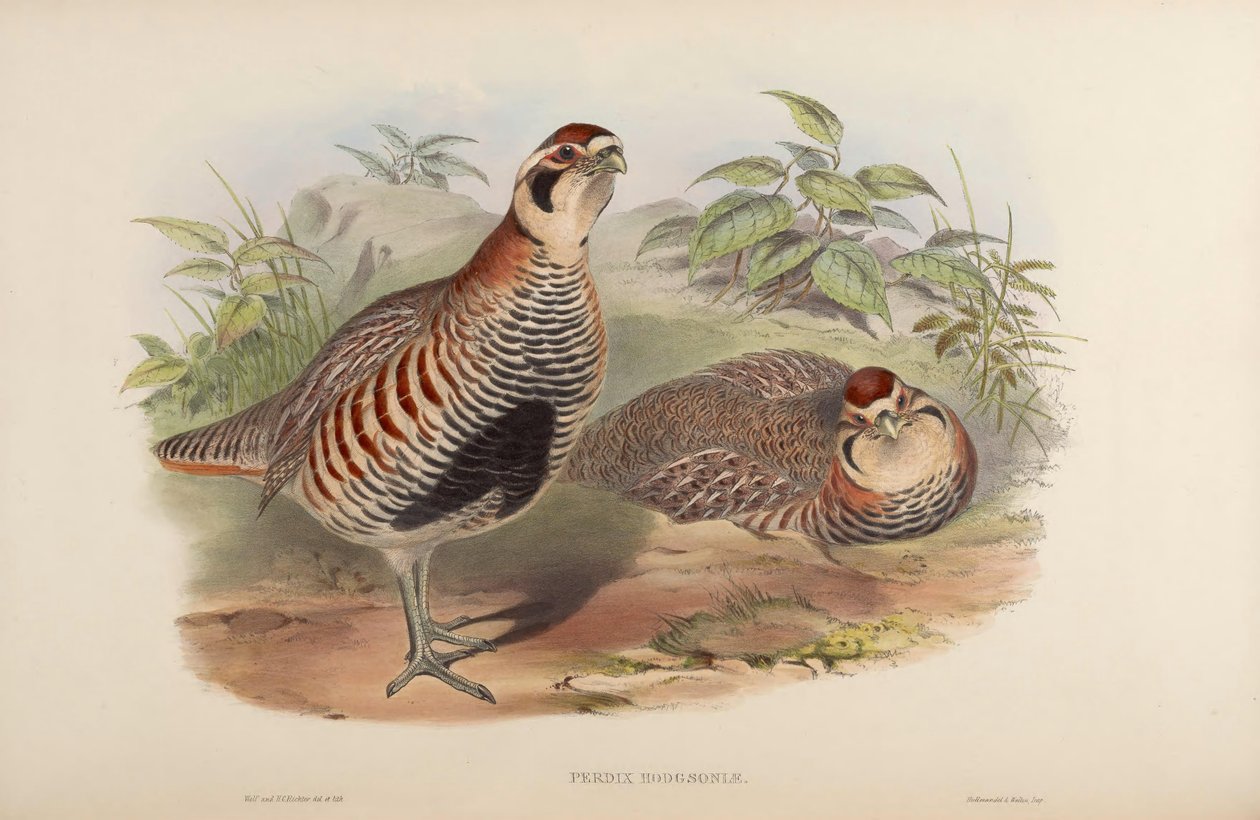 Perdix hodgsoniae by John Gould