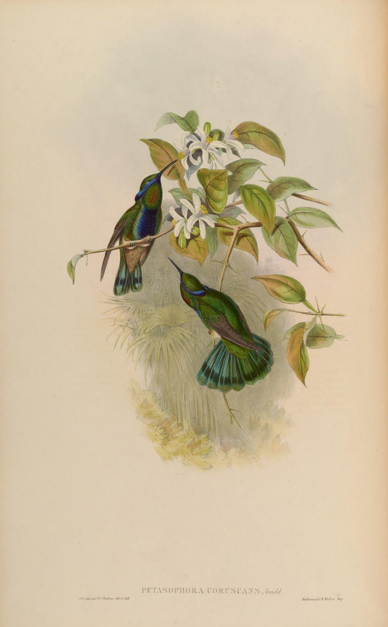 Petasophora coruscans by John Gould