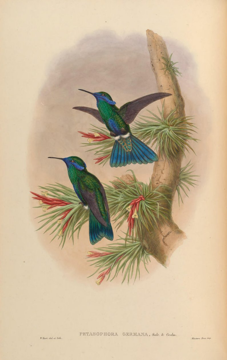Petasophora germana = Colibri coruscans germanus by John Gould