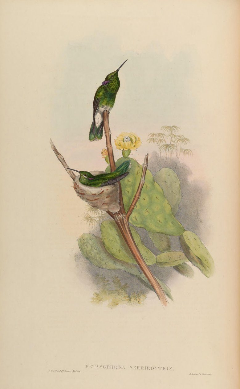 Petasophora serrirostris by John Gould