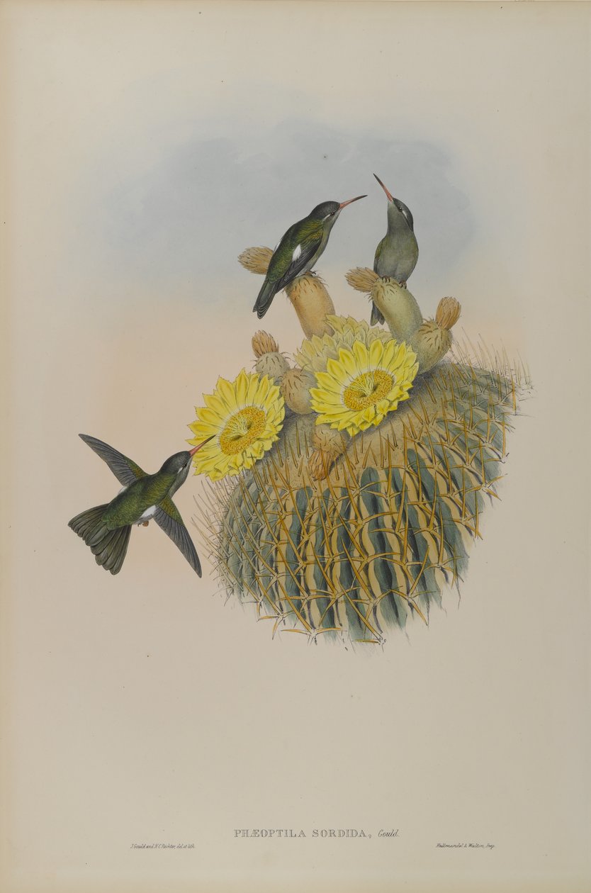 Dusky by John Gould