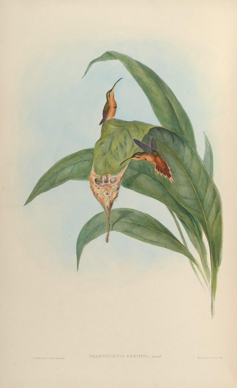 Phaethornis ruber ruber by John Gould