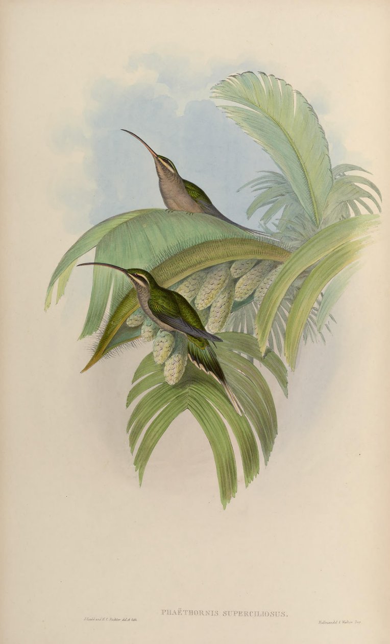 Phaethornis superciliosus by John Gould