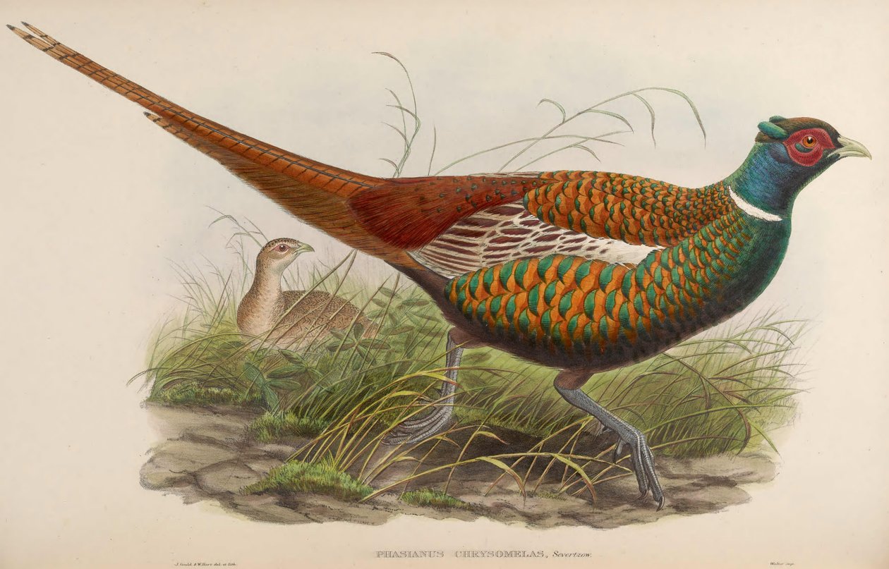 Phasianus chrysomelas = Phasianus colchicus chrysomelas by John Gould