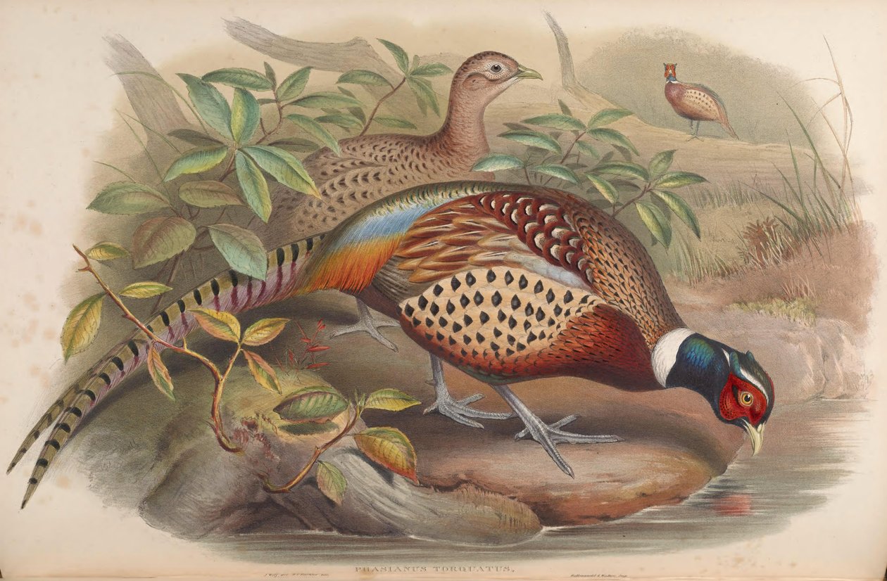 Phasianus torquatus = Phasianus colchicus by John Gould