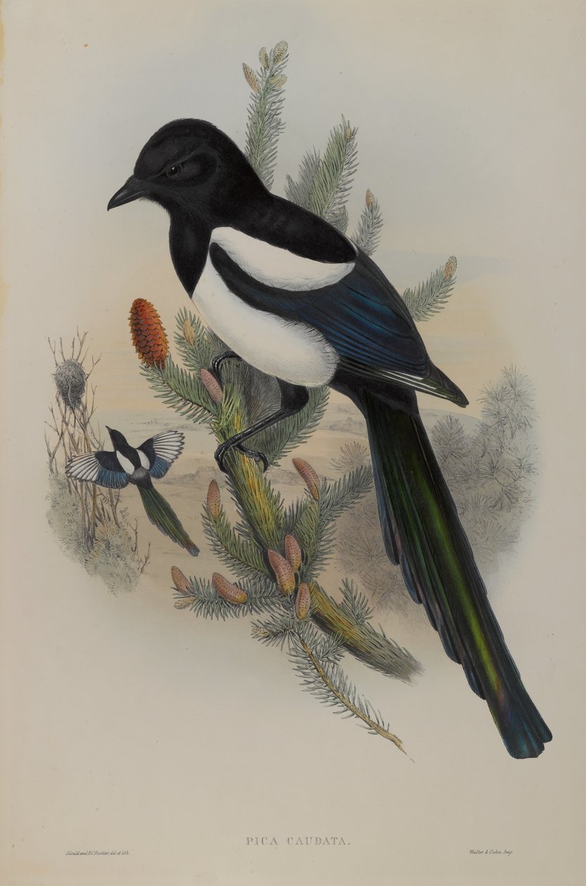Magpie by John Gould