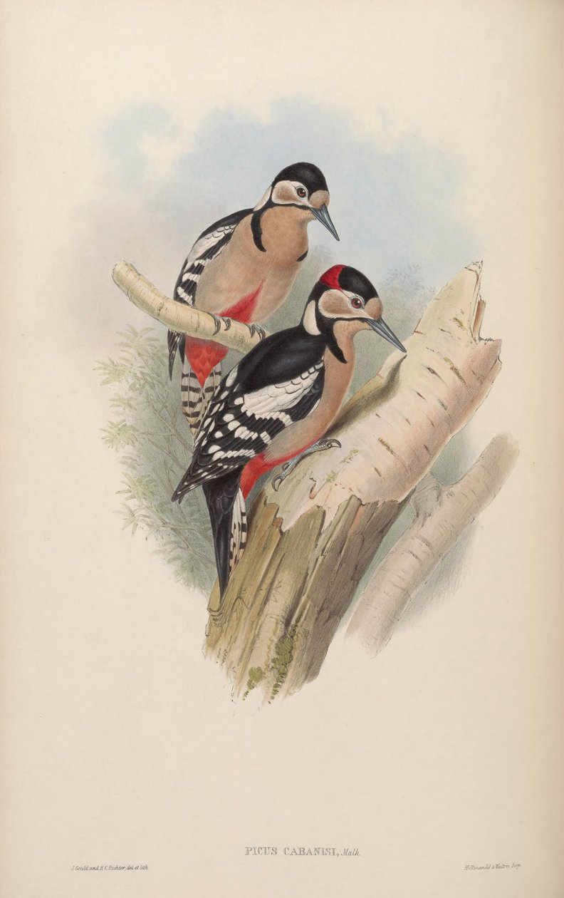 Picus cabanisi by John Gould