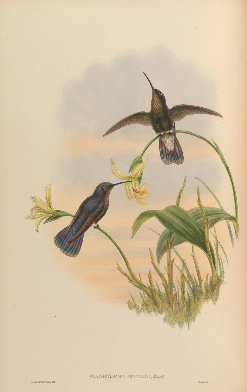 Pinarolaema buckleyi = Colibri coruscans coruscans by John Gould
