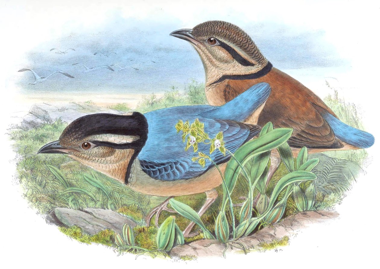 Pitta caerulea = Hydrornis caeruleus by John Gould
