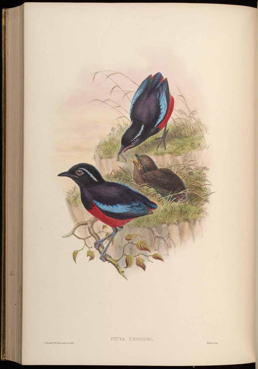 Pitta ussheri = Erythropitta ussheri by John Gould