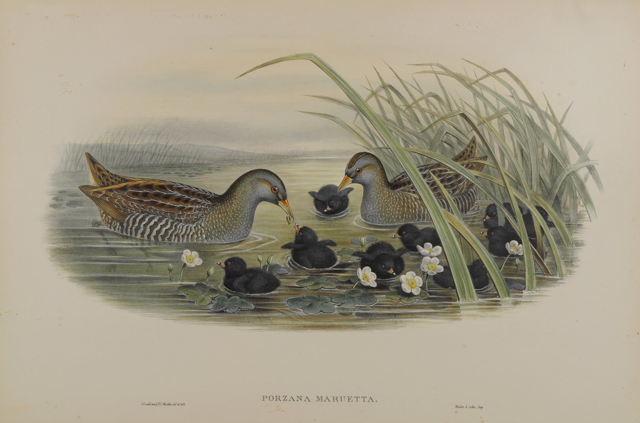 Spotted Crane by John Gould