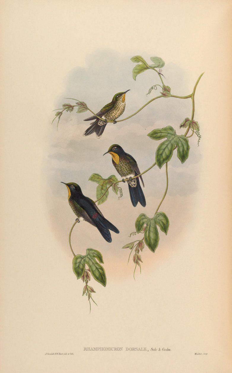 Ramphomicron Dorsale by John Gould