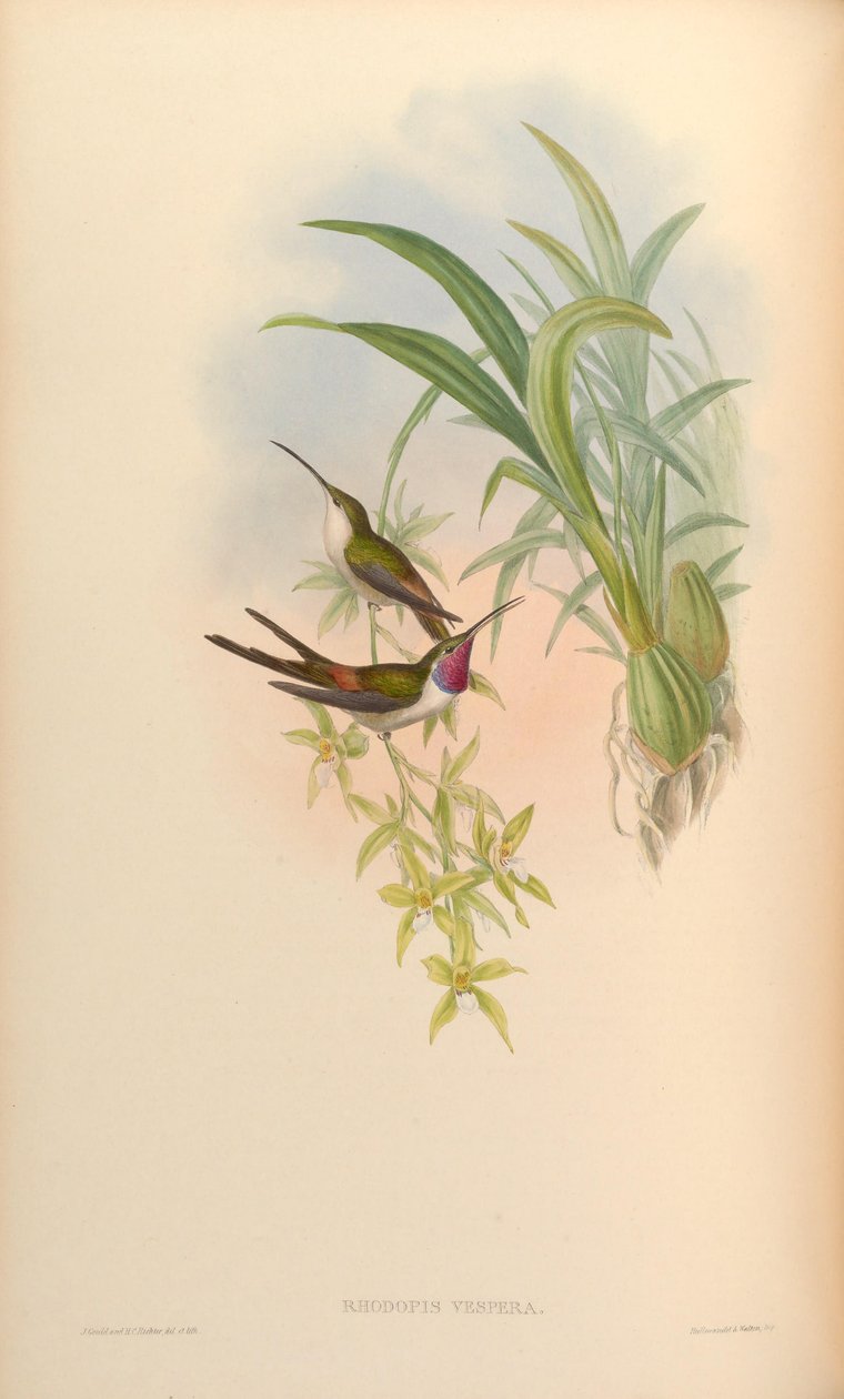 Rhodopis Vesper by John Gould