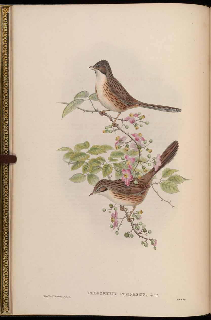Chinese Hill Warbler by John Gould