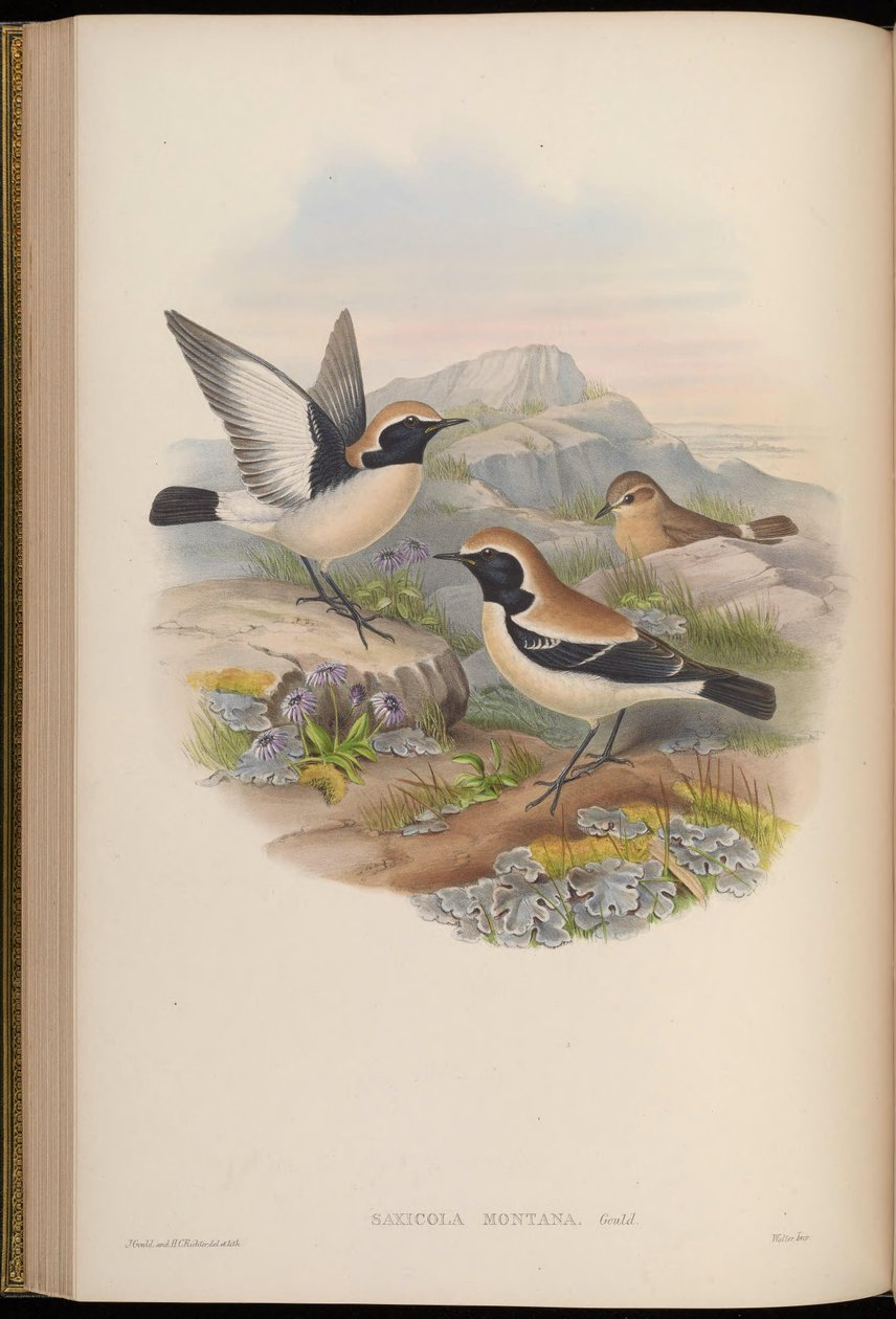 Saxicola Montana = Oenanthe Deserti by John Gould