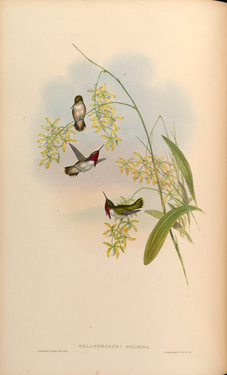 Selasphorus heloisa = Atthis heloisae by John Gould
