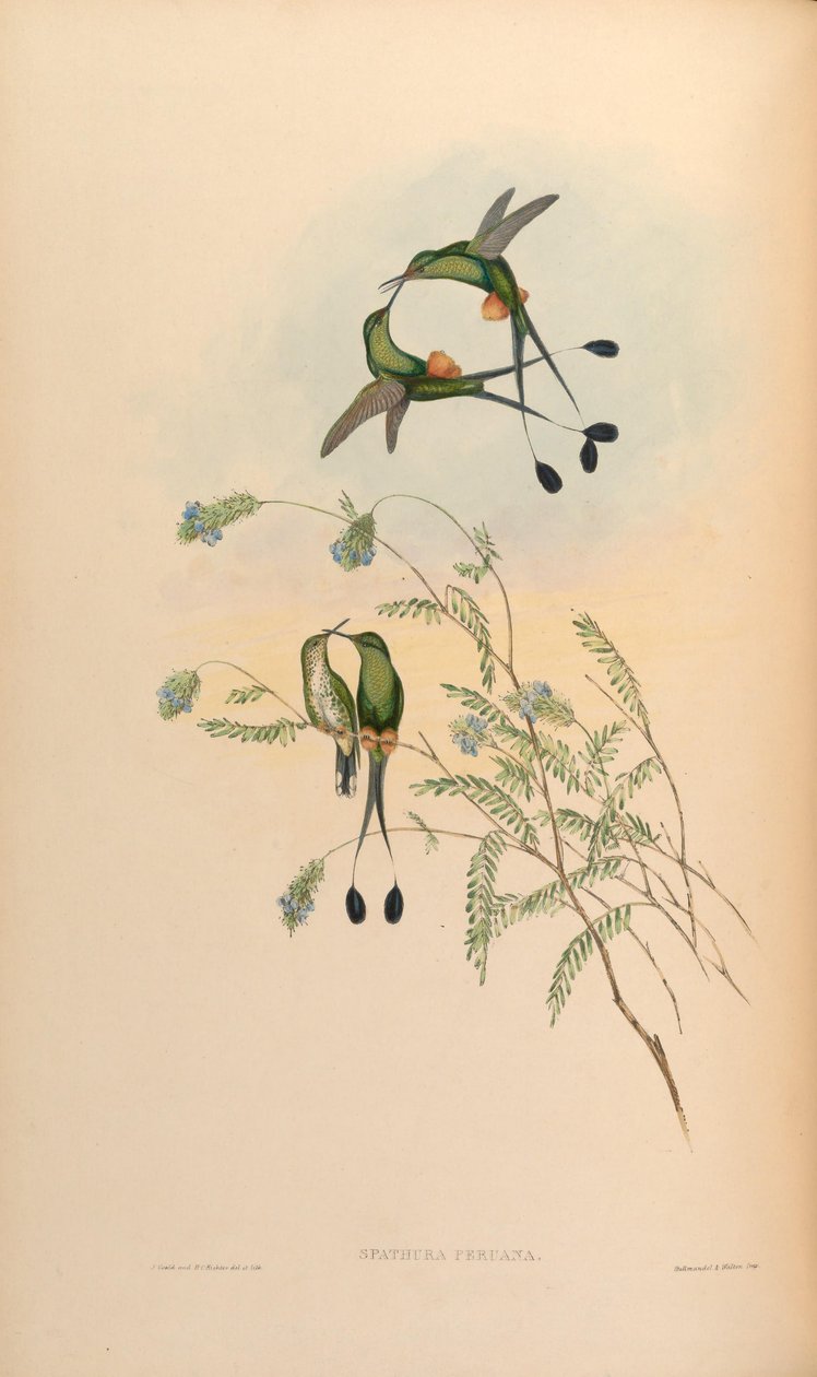 Spathura peruana = Ocreatus underwoodii peruanus by John Gould