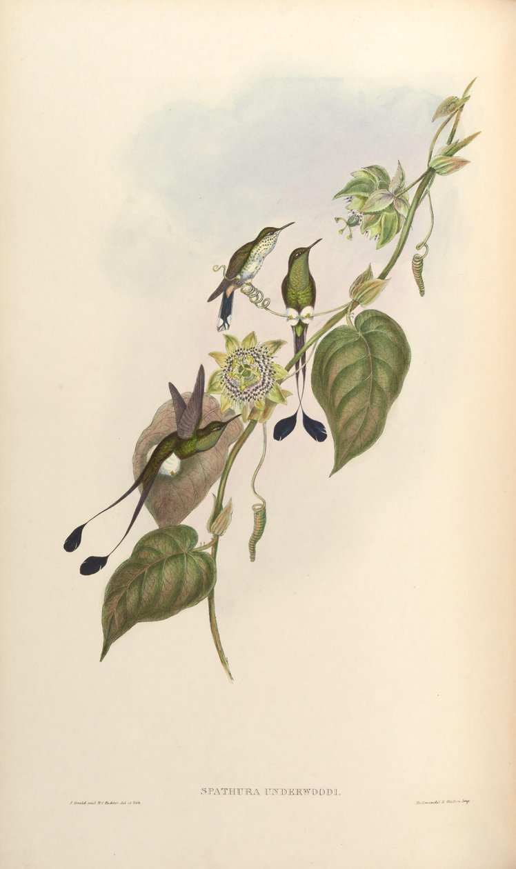 Spathura underwoodi = Ocreatus underwoodii melanantherus by John Gould
