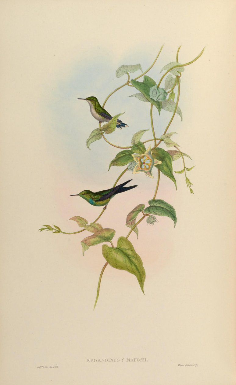 Sporadinus maugaei = Chlorostilbon maugaeus by John Gould